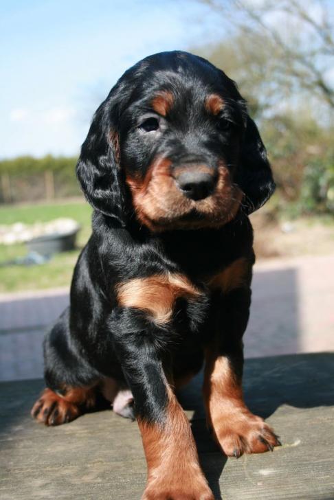 Arrax ist ein zauberhafter Bube mit viel Potenzial