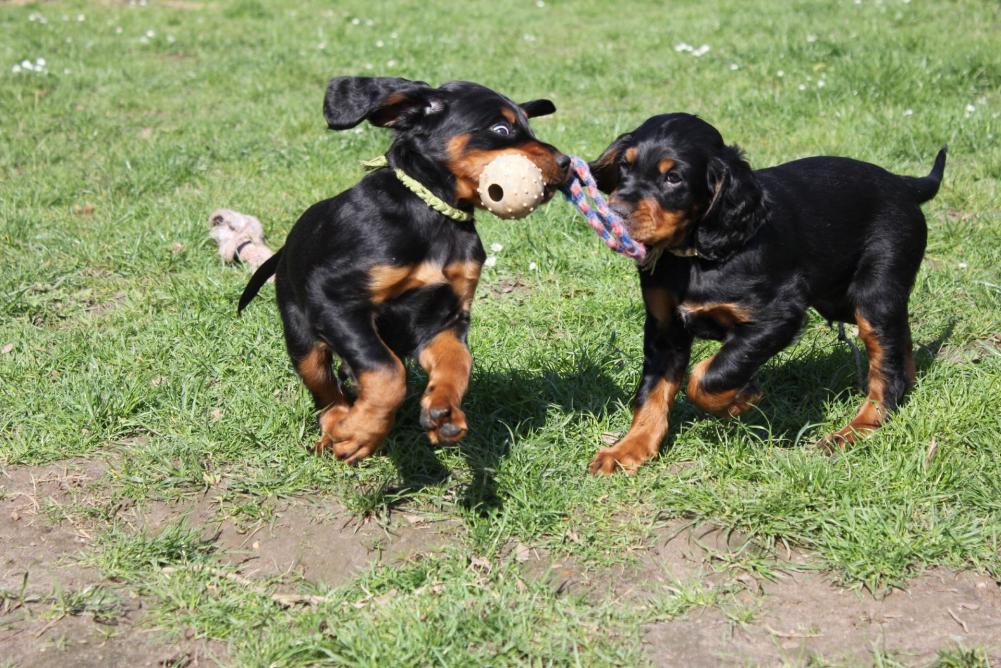 Apollo und Arrax