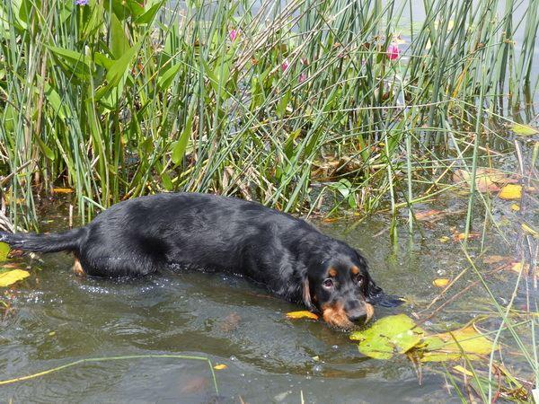 Aramis im Wasser